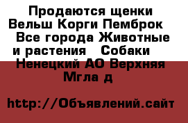 Продаются щенки Вельш Корги Пемброк  - Все города Животные и растения » Собаки   . Ненецкий АО,Верхняя Мгла д.